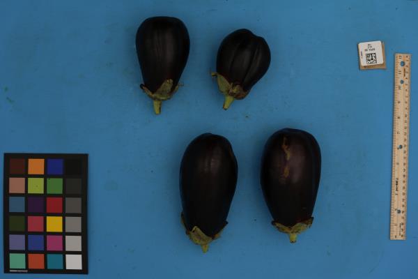 Click for 1 image(s) for this accession. FRUIT