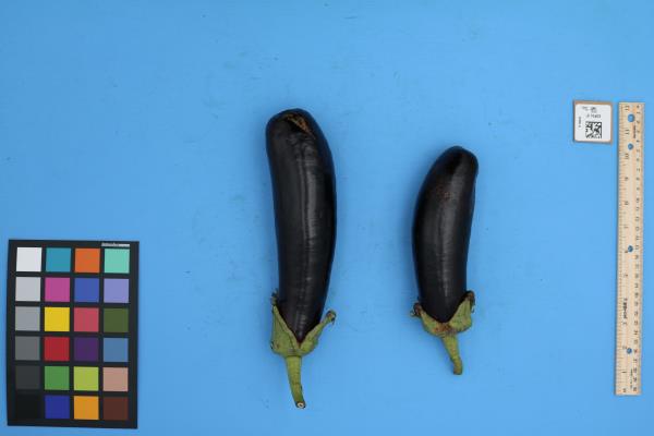 Click for 2 image(s) for this accession. FRUIT