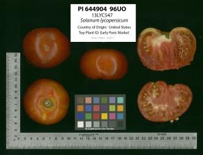 Click for 2 image(s) for this accession. Image