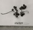 column FRUIT