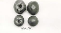 column FRUIT