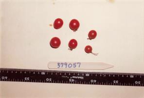 column FRUIT
