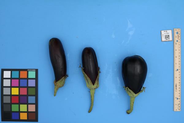 Click for 1 image(s) for this accession. FRUIT