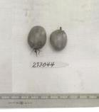 column FRUIT