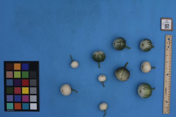 FRUIT