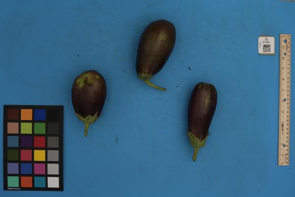 FRUIT