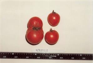 column FRUIT