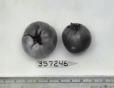 column FRUIT