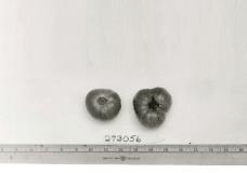 column FRUIT