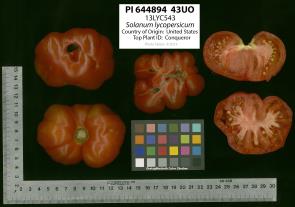 Click for 2 image(s) for this accession. Image