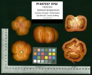Click for 2 image(s) for this accession. Image