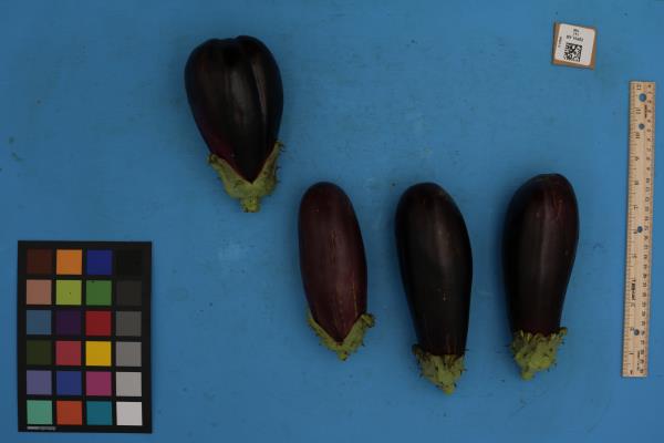 Click for 1 image(s) for this accession. FRUIT