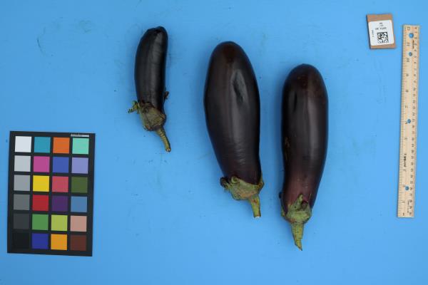 Click for 1 image(s) for this accession. FRUIT