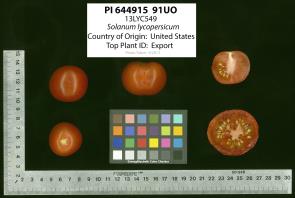 Click for 2 image(s) for this accession. Image