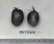 column FRUIT