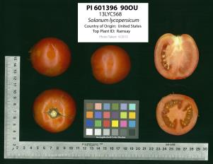 Click for 6 image(s) for this accession. FRUIT