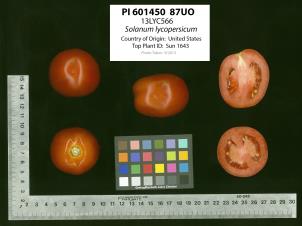 Click for 2 image(s) for this accession. Image
