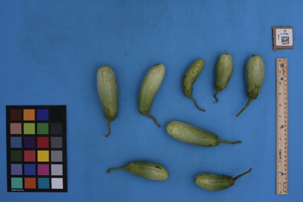 FRUIT