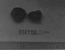 column FRUIT