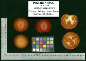 Click for 2 image(s) for this accession. Image