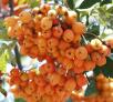 Click for 1 image(s) for this accession. FRUIT