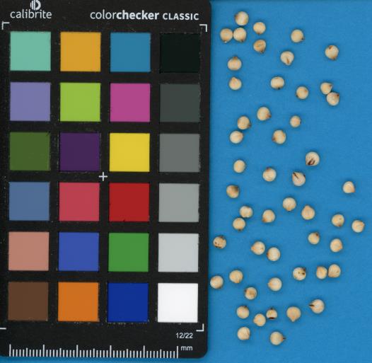 Click for 1 image(s) for this accession. SEED