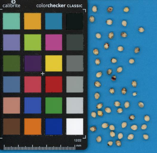 Click for 1 image(s) for this accession. SEED