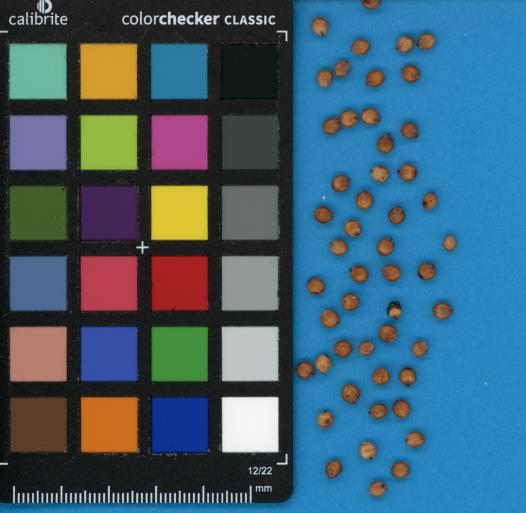 Click for 1 image(s) for this accession. SEED