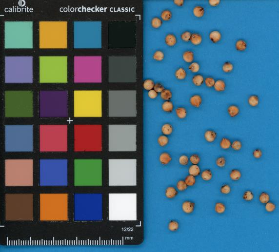 Click for 1 image(s) for this accession. SEED