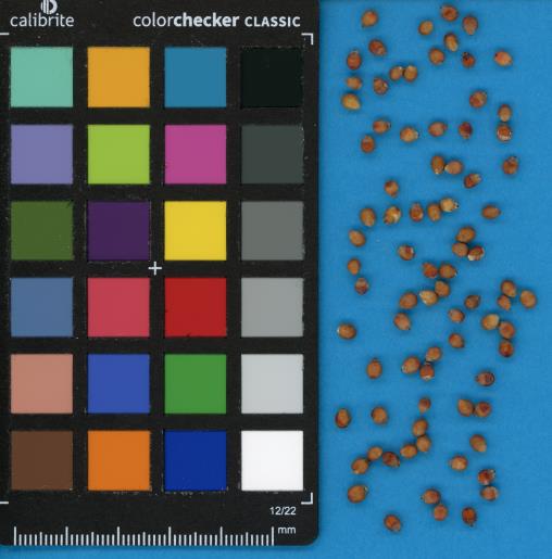 Click for 1 image(s) for this accession. SEED