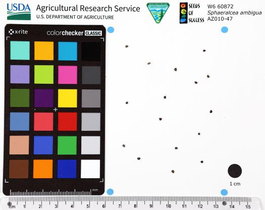 Click for 1 image(s) for this accession. SEED