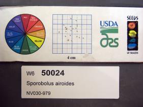 Click for 2 image(s) for this accession. SEED