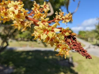 column Flower