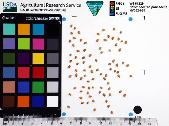 Click for 1 image(s) for this accession. SEED