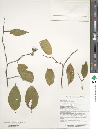 VEGETATIVE