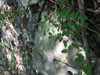 column HABITAT