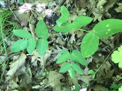 Click for 6 image(s) for this accession. LEAF