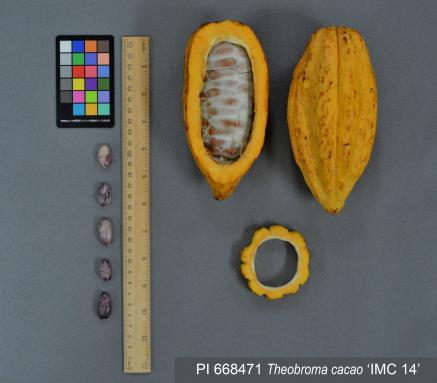 Click for 2 image(s) for this accession. FRUIT
