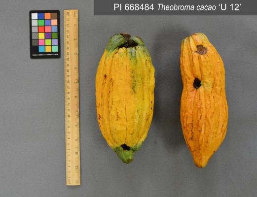 column FRUIT