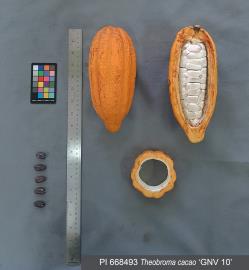 Click for 3 image(s) for this accession. FRUIT
