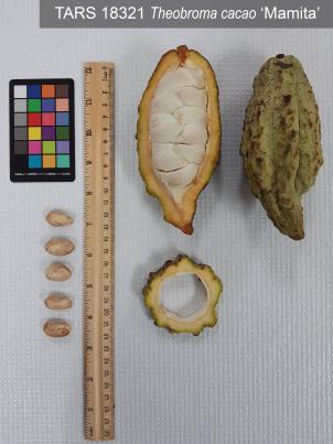Click for 1 image(s) for this accession. FRUIT