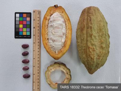 Click for 1 image(s) for this accession. FRUIT
