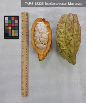 Click for 6 image(s) for this accession. FRUIT