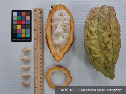 column FRUIT