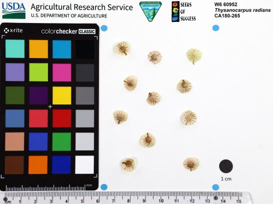 SEED