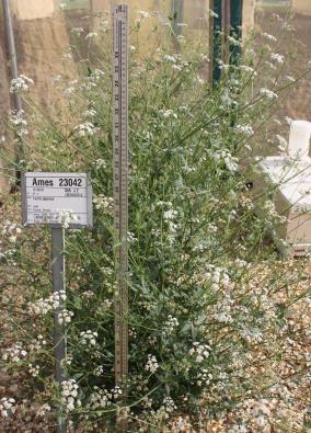 Click for 2 image(s) for this accession. FIELD