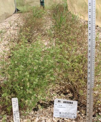 Click for 1 image(s) for this accession. FIELD