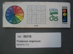 Click for 1 image(s) for this accession. SEED