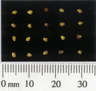 SEED