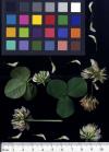 Click for 3 image(s) for this accession. FLOWER